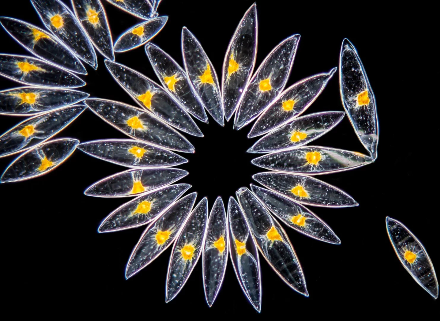 Image of Distinction: Marine dinoflagellates from a lab-grown algae culture