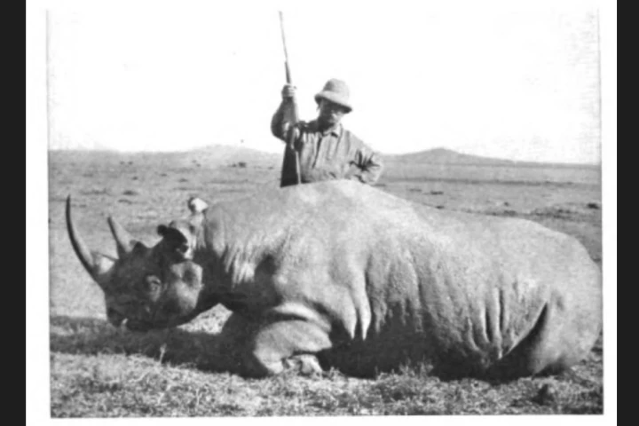 Theodore Roosevelt is photographed in 1911 standing above a black rhino he has just killed