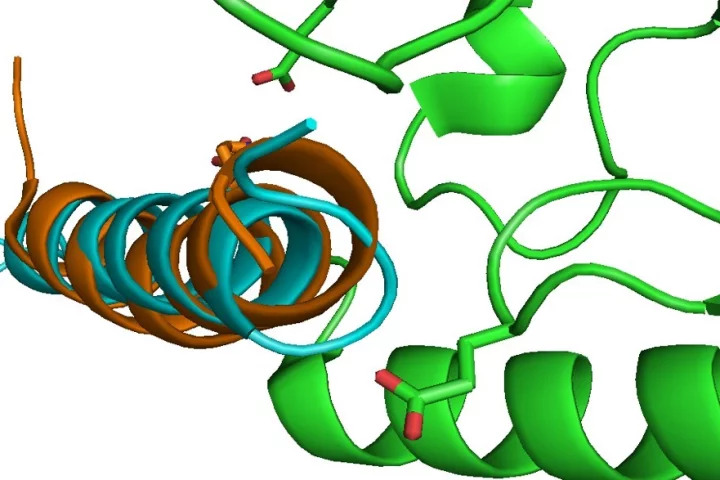 A single molecule made by combining three hormones has been found to effectively cure obesity and adult-onset diabetes in rodents