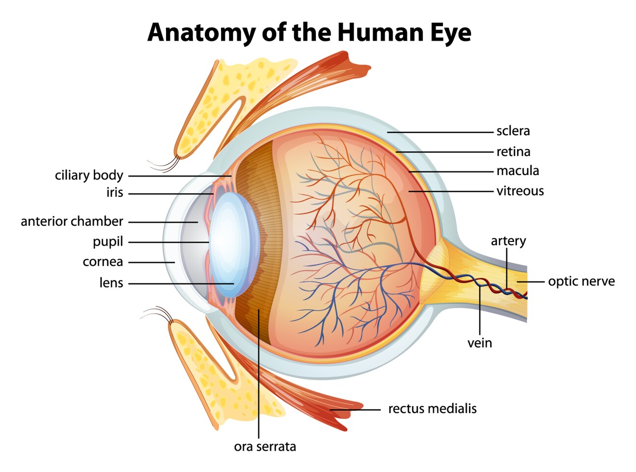 Age-related hardening of the lenses makes it harder to focus the eyes on closer objects as we age