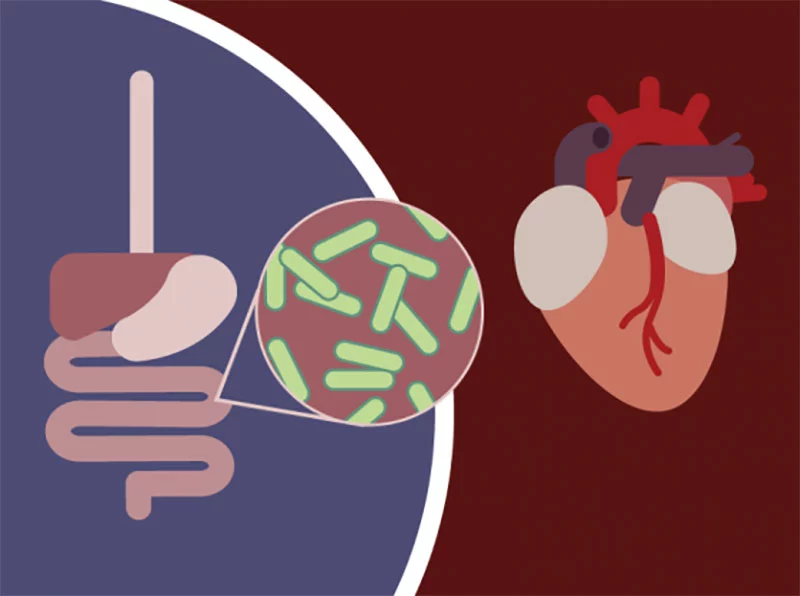 New research has homed in on the bacterial gene responsible for metabolizing cholesterol, although the exact gut microbiome microbe doing this in humans is still unknown