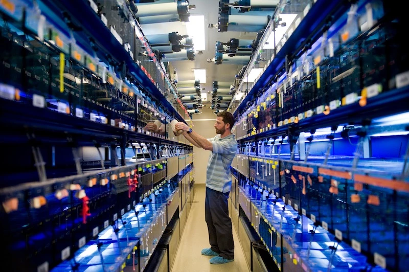 Zebrafish storage at Boston Children's Hospital