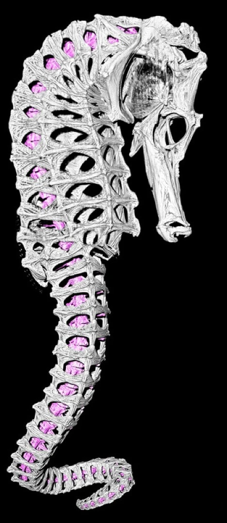 A model of a seahorse skeleton