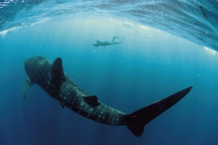 The whale shark is the world's biggest living fishPhoto Credit: Rolex Awards / Kurt Amsler