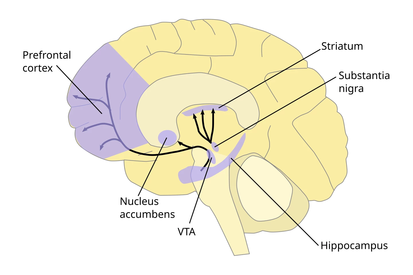 The ventral tegmental area (VTA) is a key dopamine hub in the brain; an overactive hippocampus contributes to schizophrenia symptoms