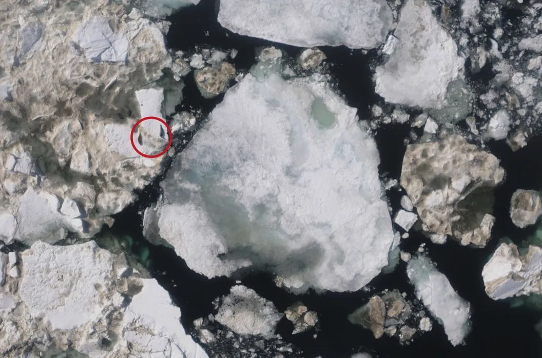 Seals on an ice flow, as picked out by the Boulder Labs image recognition system (Photo: CIRES)