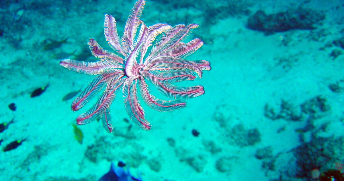 Feather Star-Inspired Robot Uses Two Actuators for 3D Movement — New Atlas
