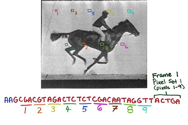 Individual pixels of each image were translated into snippets of DNA code, as well as the order in which each frame should appear, which allowed the digital data to be stored in the genome of living bacteria