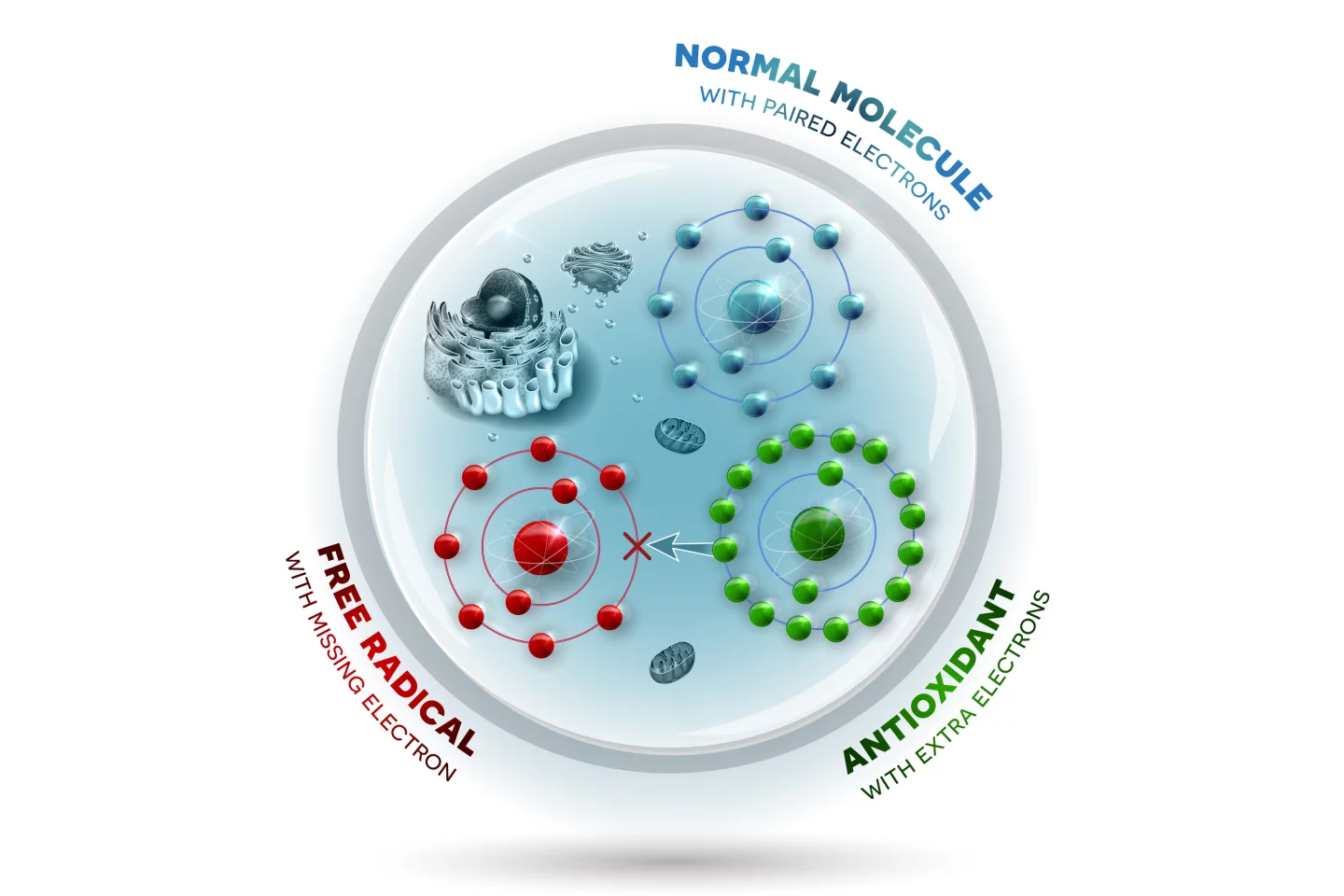 Diagram showing how antioxidants interact with unstable free radicals by replacing a lost electron