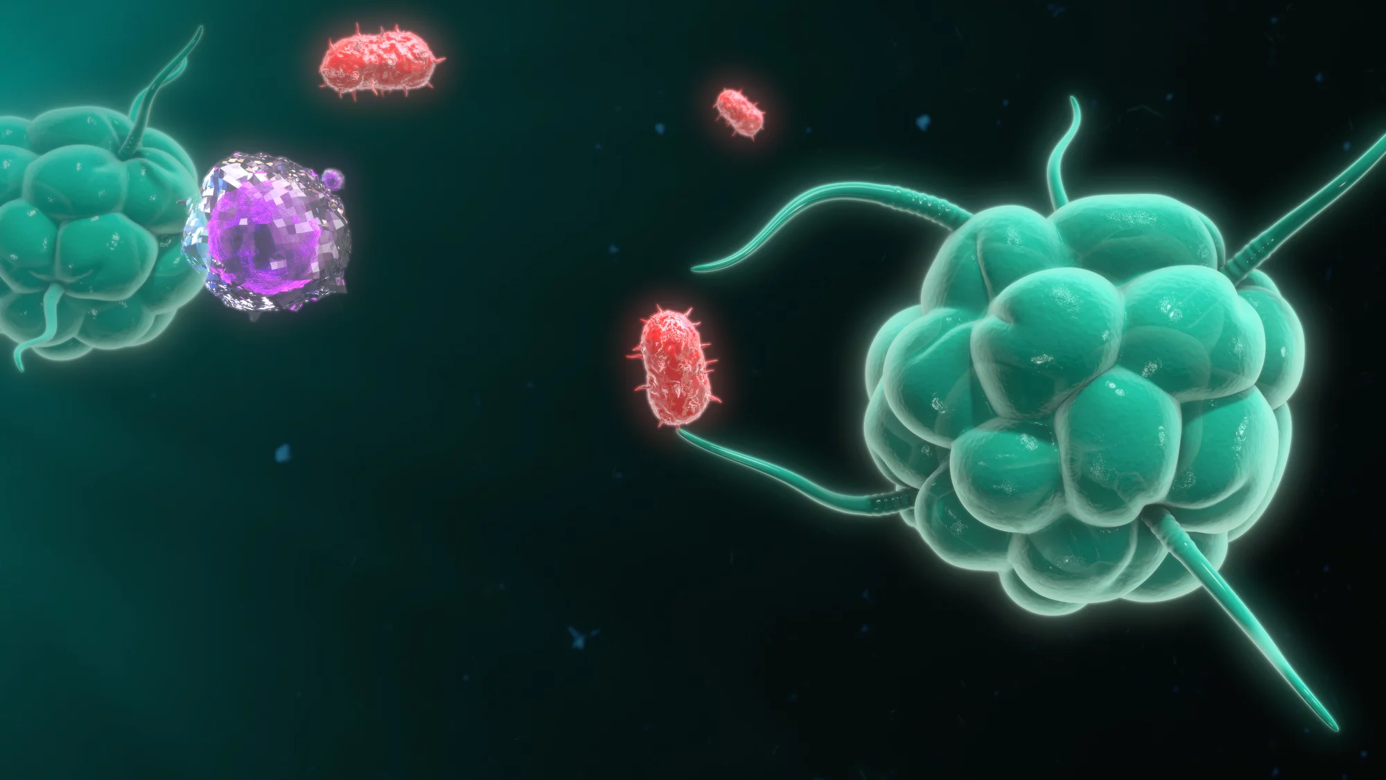 An illustration of macrophages destroying bacteria