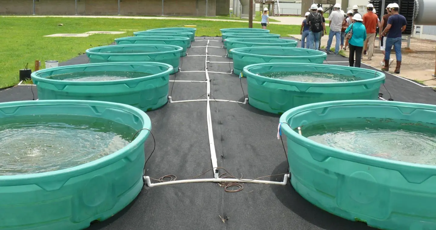 Algae grows in pools of wastewater in Houston, Texas (Photo: Rice University)