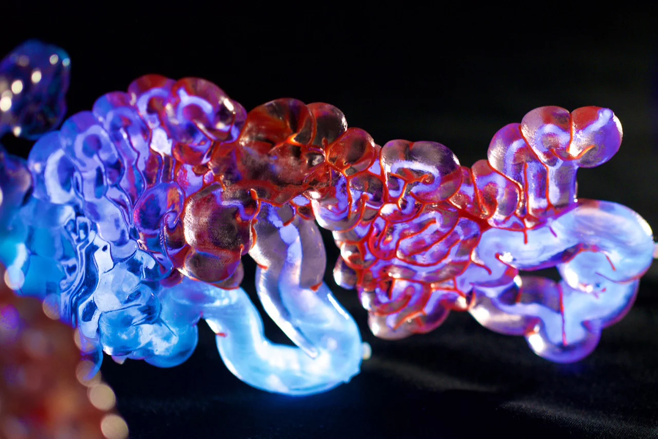 Filled with living bacteria, 3D-printed tubes coiled into a mass that emulates the construction of the human gastrointestinal tract