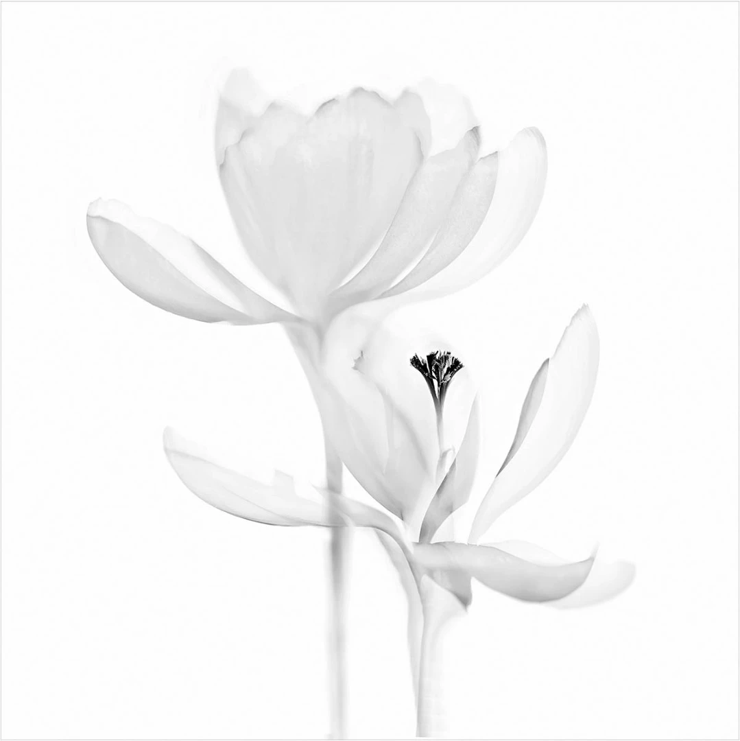 Highly Commended: Crocus Impressions