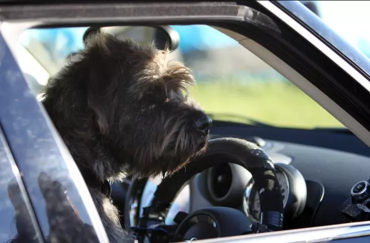 Monty surveys the "traffic"