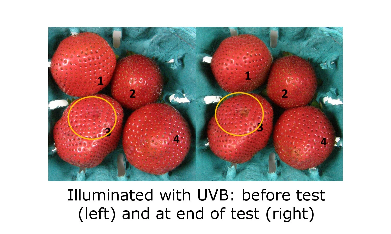 UV-B light inhibits both mold and decay, with circled areas highlighting a damaged portion of the berry