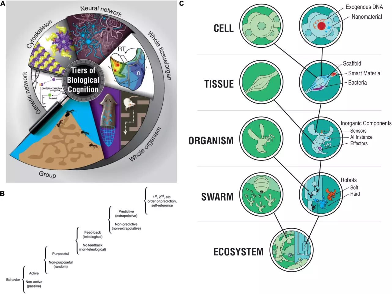 Intelligence emerges at multiple scales - from the molecular, to the cellular, to the organism, to the swarm and even to the ecosystem level, writes Levin