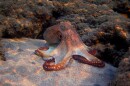 The review of more than 300 scientific studies concluded several types of invertebrates should be classified as sentient animals
