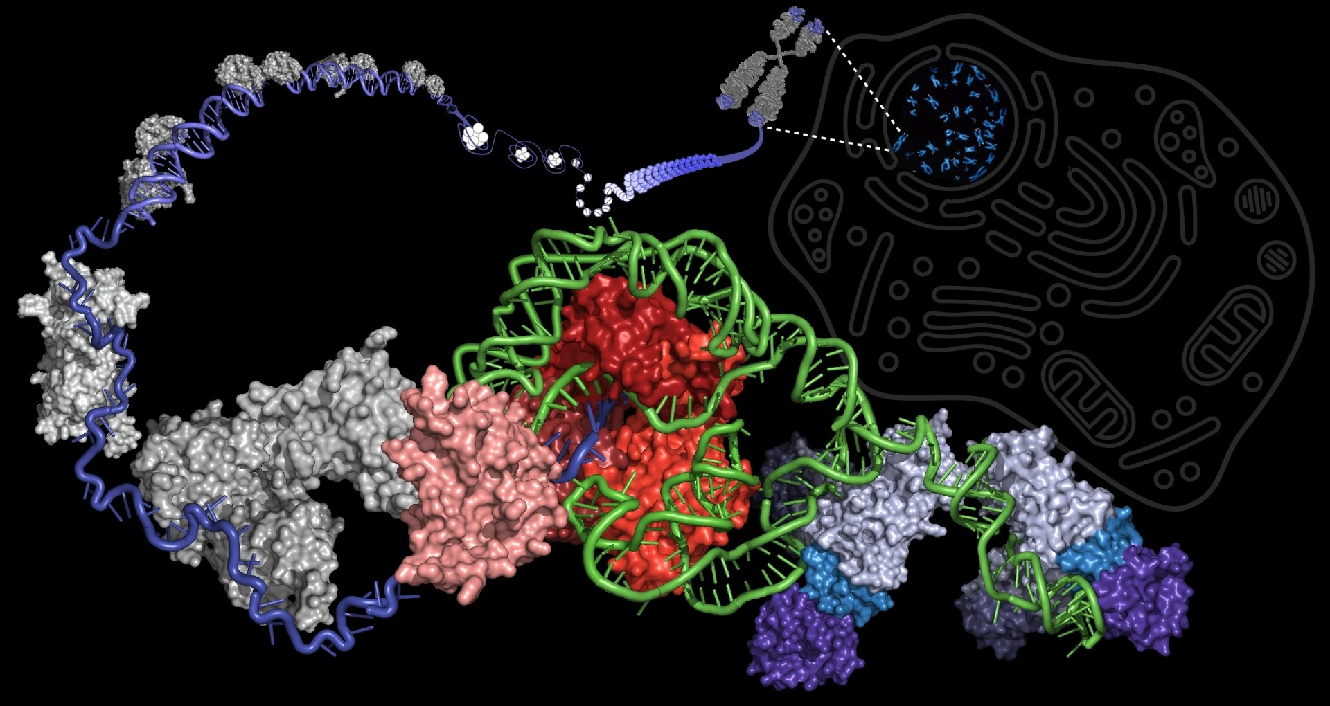 Supercharging the enzyme telomerase could help stave off aging