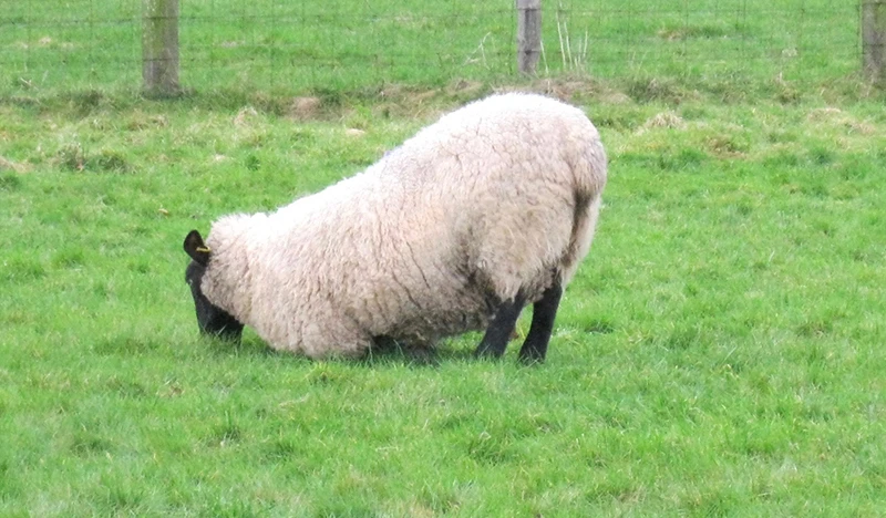 A sheep exhibiting severe lameness