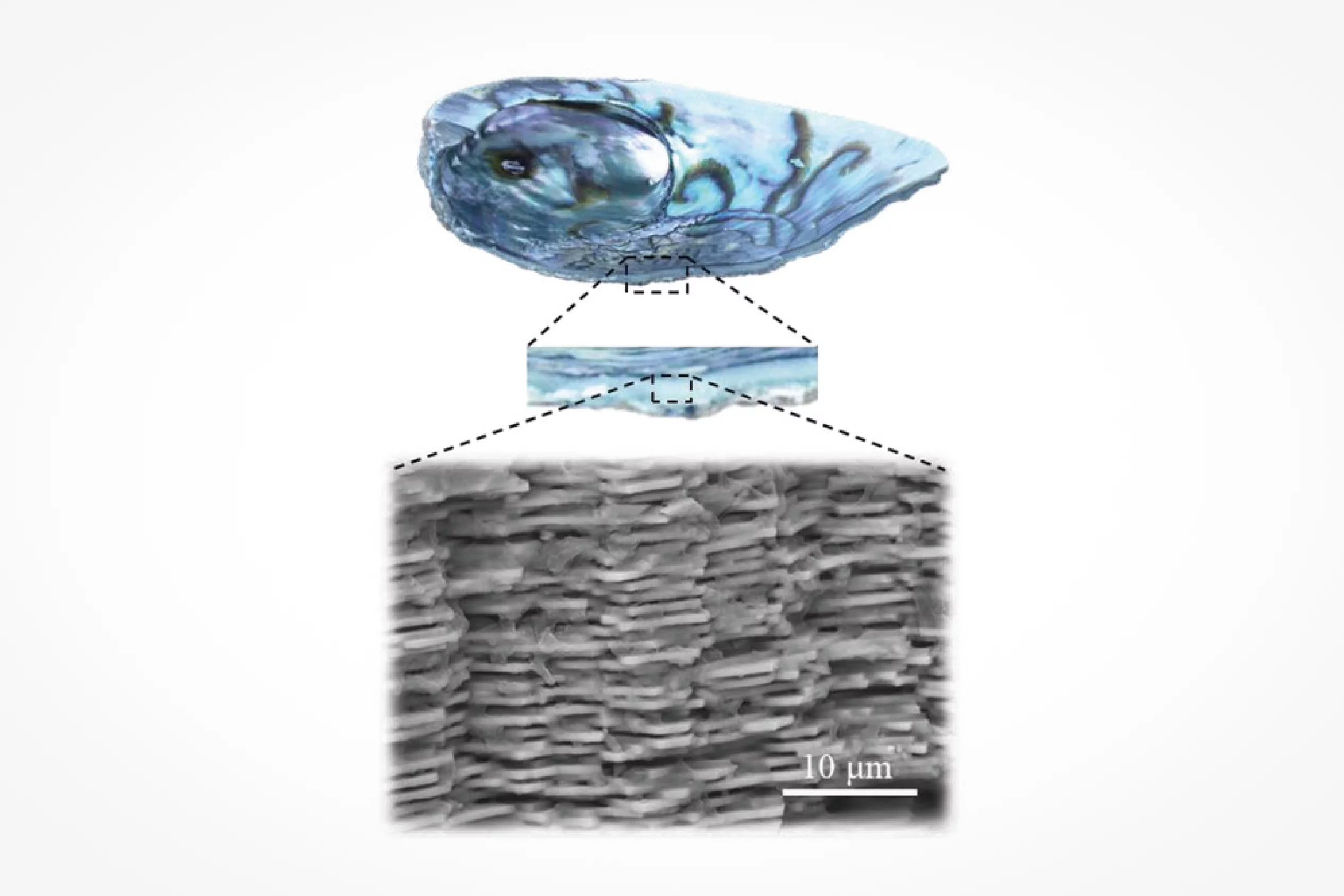 Natural nacre is made up of sheets of aragonite glued together by a hyper-elastic biopolymer