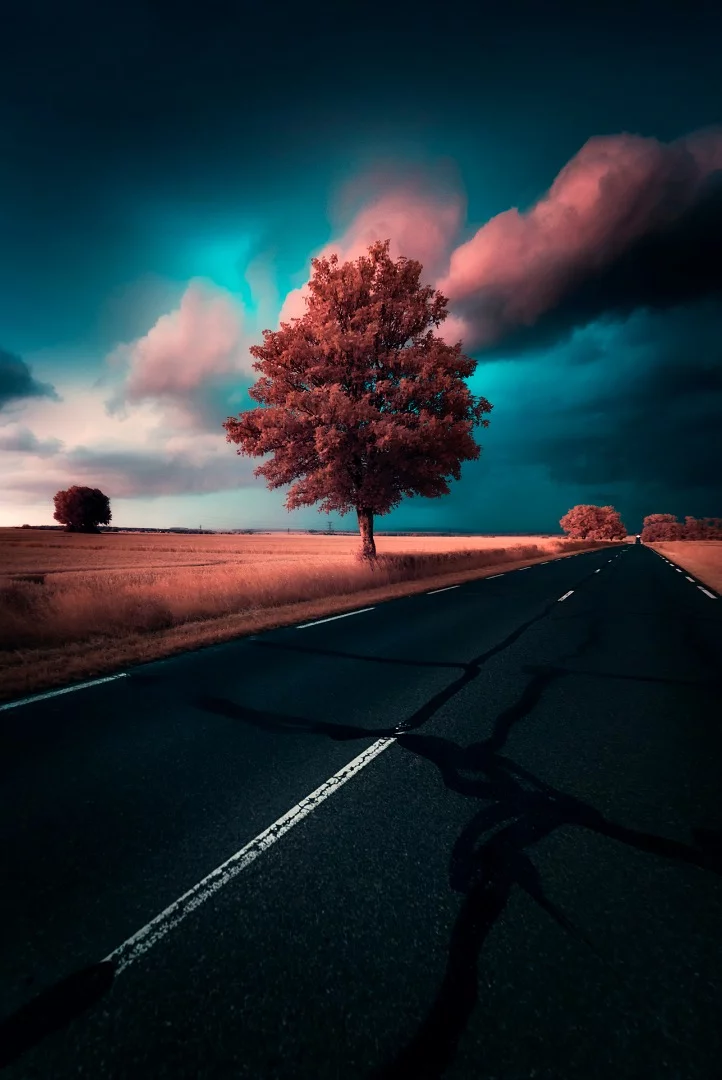 Honorable Mention in the Photo Essay category, a collection called Trees are Life