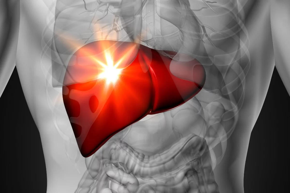 A new cell, found in adult human livers, is like a fetal stem cell, with the capacity to develop into mature liver cells and regenerate damaged cells in the organ