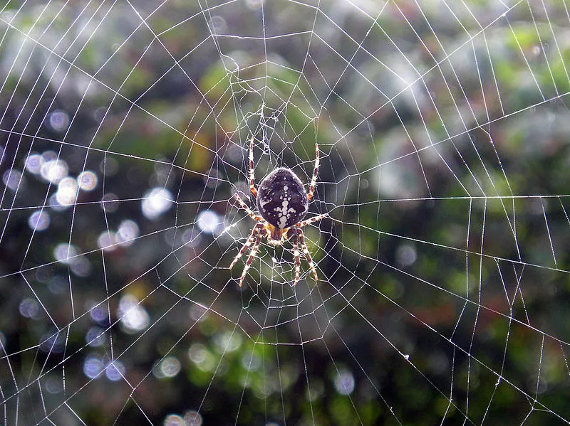 Scientists are experimenting with using genetically engineered spider silk proteins in the field of gene therapy (Photo: Vincent de Groot)