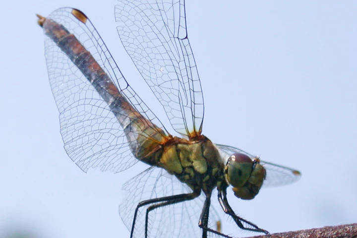 Scientists have taken inspiration from dragonfly wings to develop new splints for injured joints that offer support but don't restrict movement