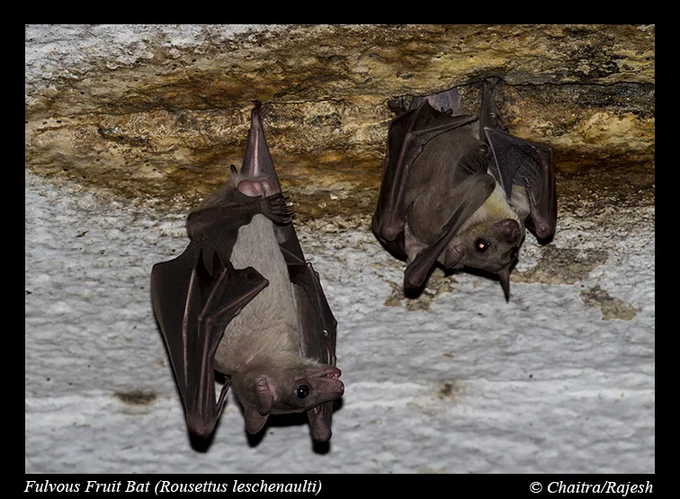 The virus was found in Rousettus bats in Měnglà County, Yunnan Province, southern China (Credit: Rajesh Puttaswamaiah, Bat Conservation India Trust CC BY 3.0)