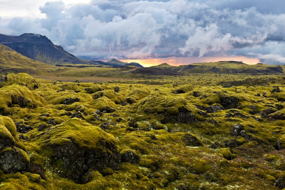 Researchers claim that the earliest plant life on land, which would have looked like moss, likely arose 500 million years ago – much earlier than previously believed