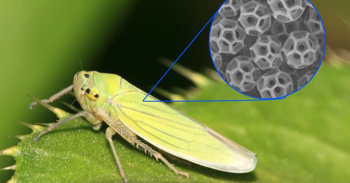 Common bug's tiny, complex balls bestow UV-blocking superpowers