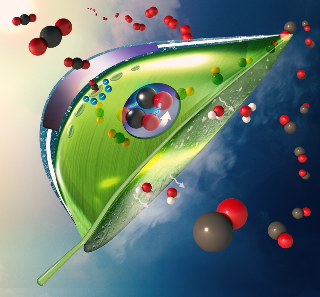 An illustration of the new artificial leaf design, showing how carbon dioxide (red and black balls) enter the leaf at the top as water evaporates out the bottom. Once inside, the artificial photosynthesis system (purple circle) converts the CO2 to CO