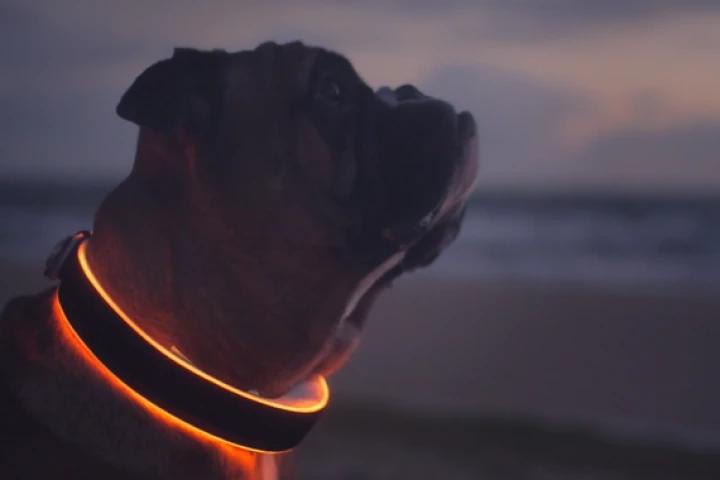 The Buddy smart dog collar comes in a number of different sizes for different breeds of dogs