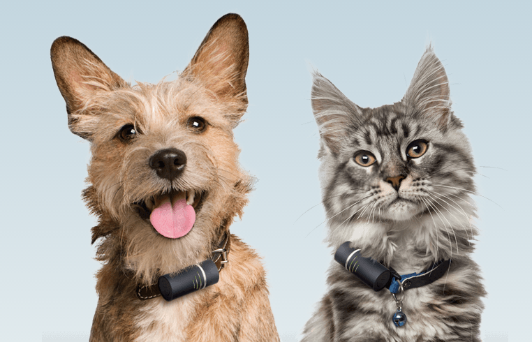 Smart collars, like the Pod tracker, can monitor your pet's health, and help you find them if they go missing