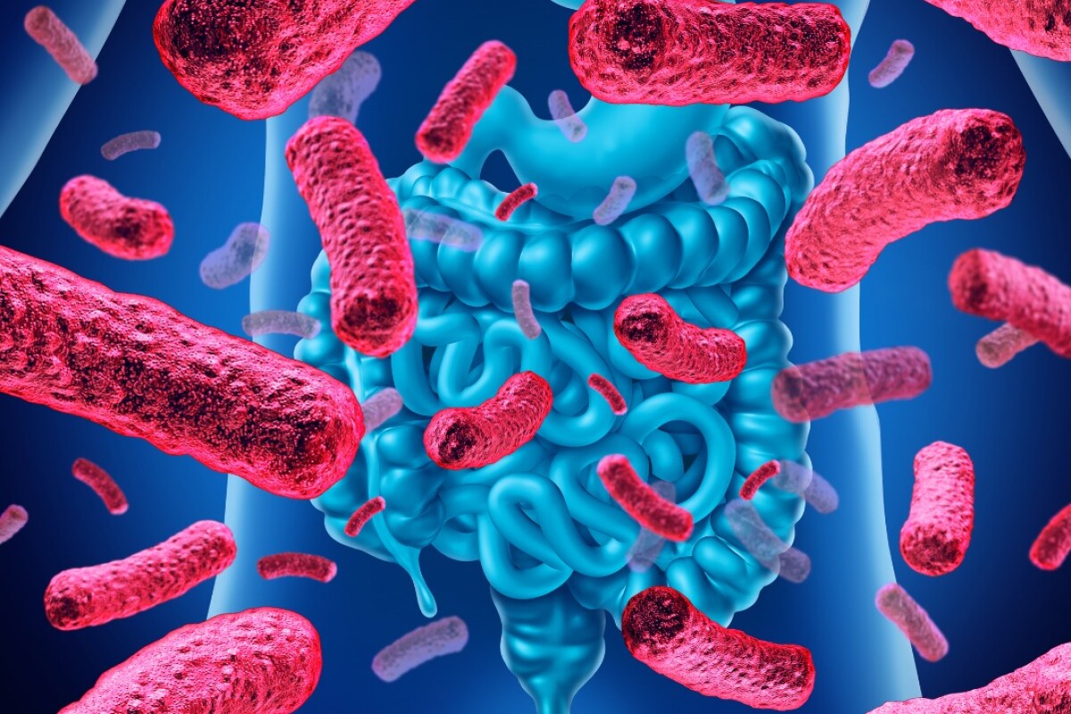 Gut Bacteria Promotes Diabetes
