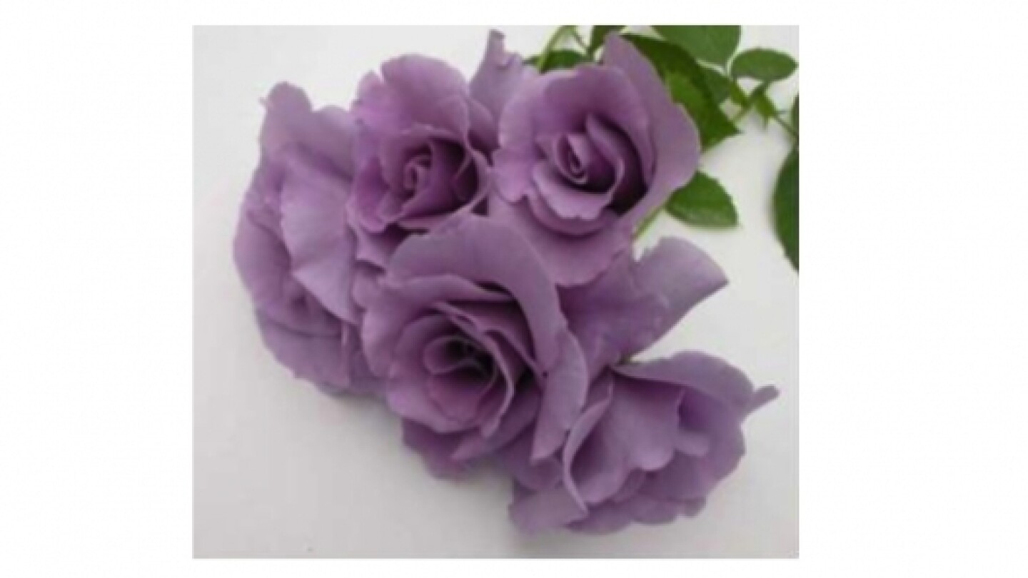 World's first blue roses to go on sale