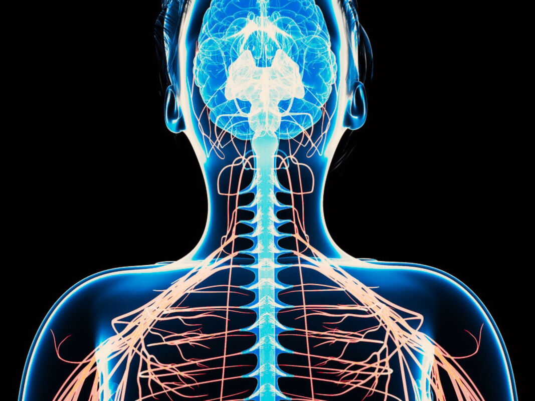 World-first spinal cord transplant claim raises serious questions