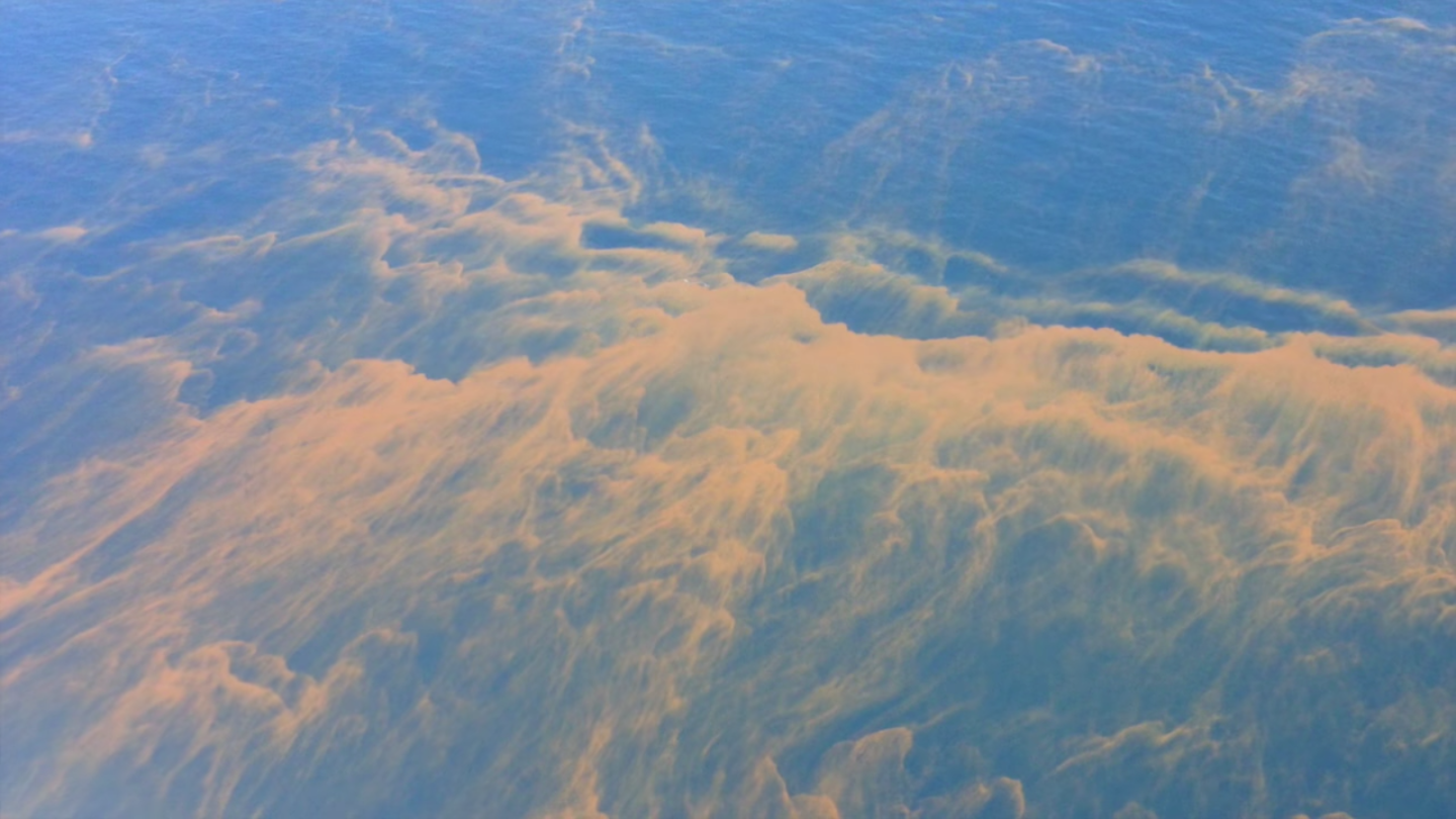 Gatherings of plankton can appear as "red tides" at the ocean's surface