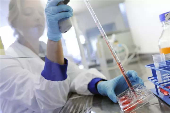 Researcher Dr. Daisy van der Schaft of Eindhoven University of Technology working on the preparation of muscle tissue cultures (Image: Eindhoven University of Technology/Bart van Overbeeke)