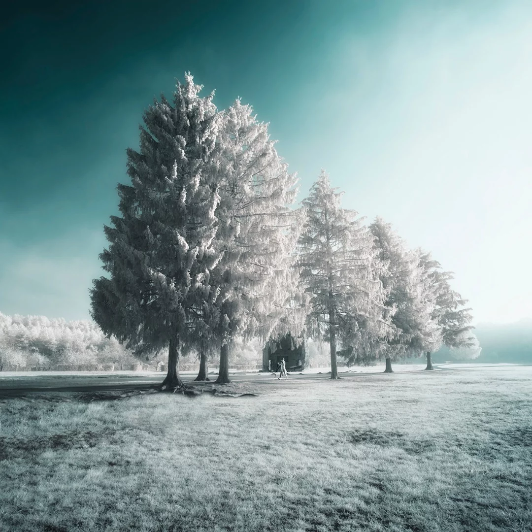 Honorable Mention in the Photo Essay category, a collection called Trees are Life