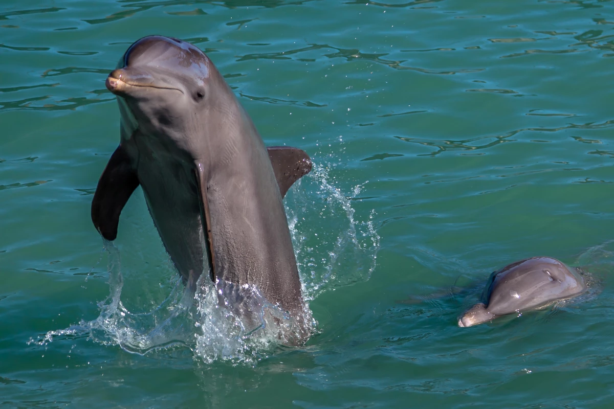 New research bolsters a hypothesis dubbed "sick-leader syndrome" that argues stranded whales and dolphins are sometimes mistakenly led into shallow waters by pod leaders with neurological disease