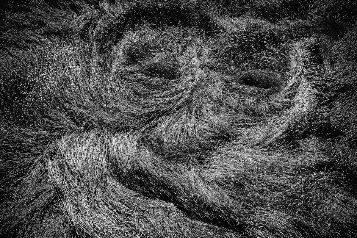A face in the grain field, Germany