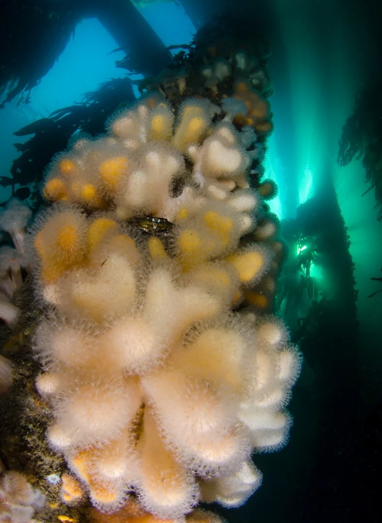 Runner up, Category - British Waters Living Together. This pier, situated on the west coast of Scotland, is swept by nutrient-rich currents and the marine life is particularly prolific