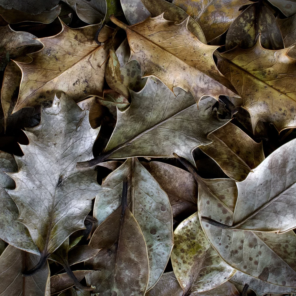 Beauty in Decay, Edinburgh, Scotland by Nicky Goodfellow - Winner, Your view, Landscape Photographer of the Year 2018