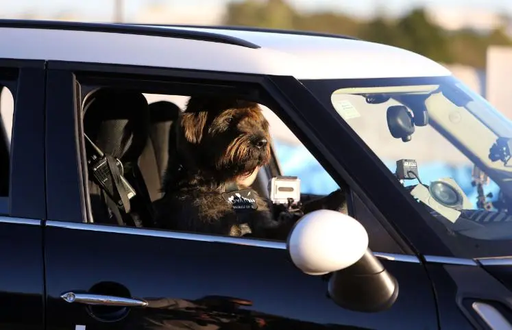 SPCA dogs can learn new tricks