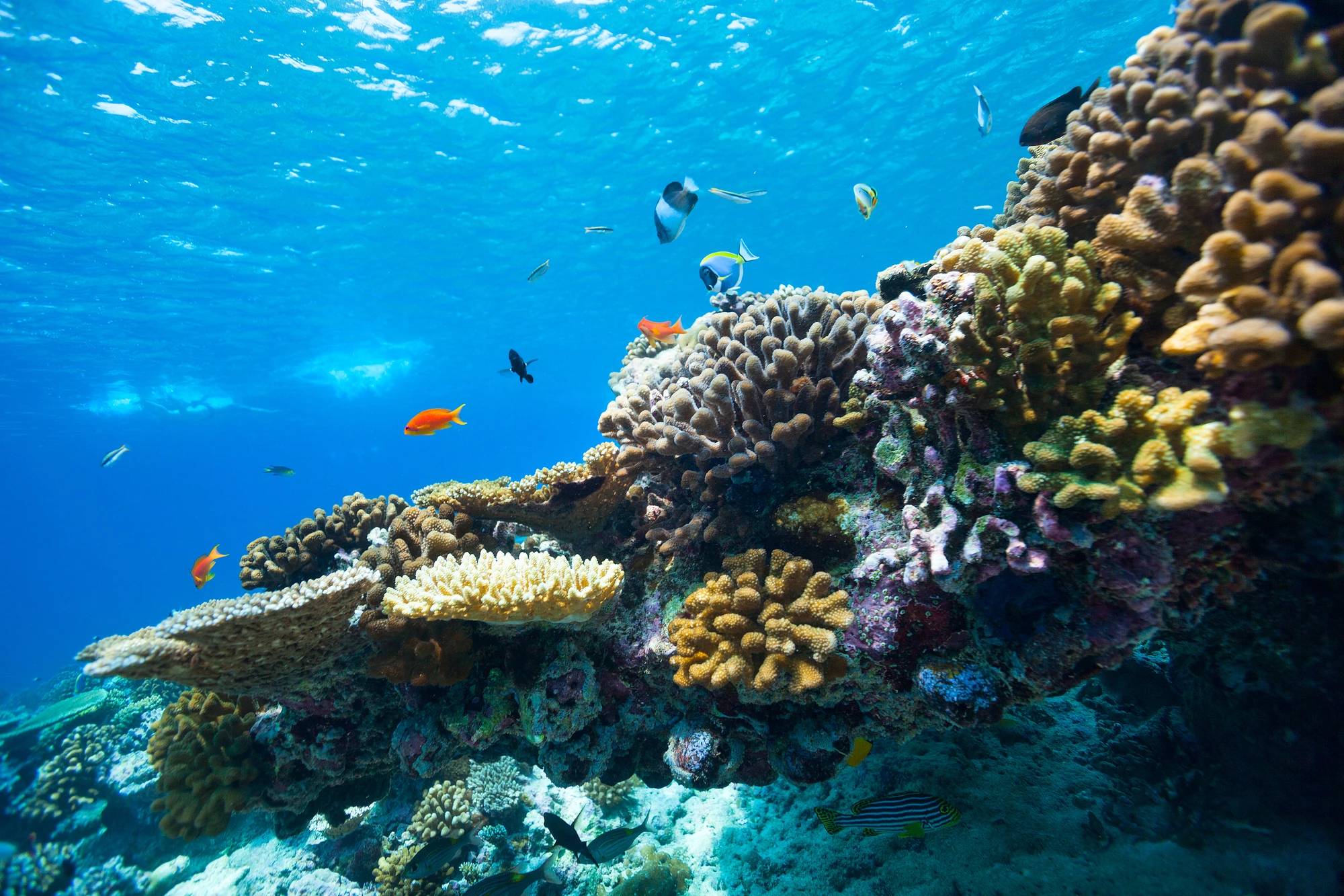 Scientists have unraveled the mystery behind a form of "colorful bleaching" in coral reefs