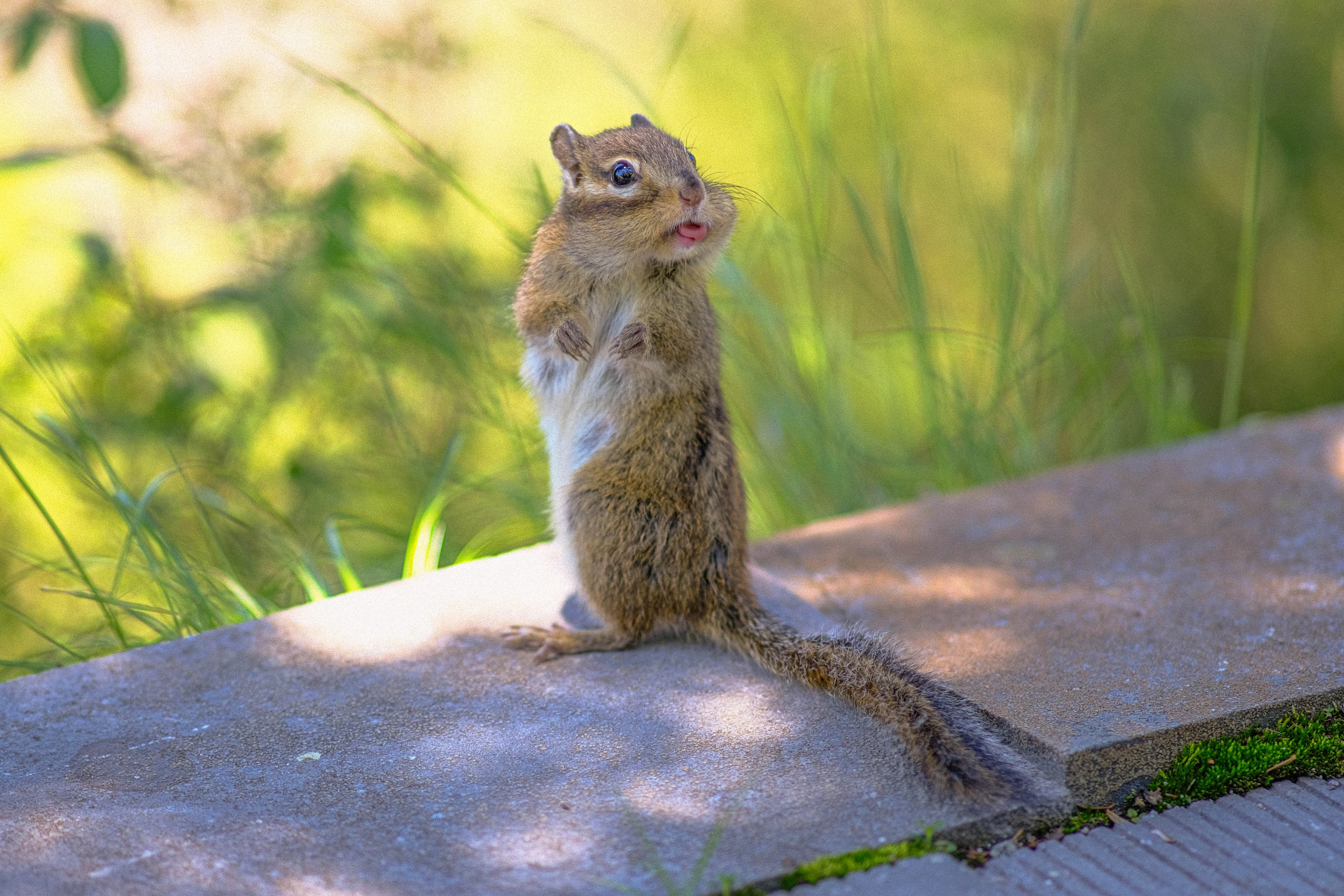 "Lisping Squirrel". Squirrel, Zhuque National Forest Park, Xi'aan, China