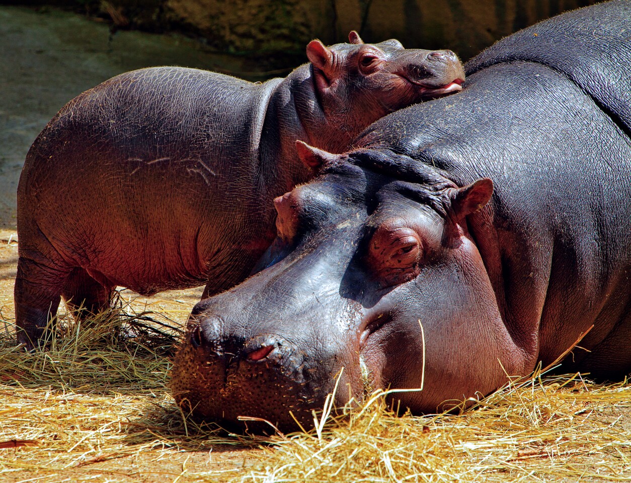 Pablo Escobar brought four hippos to Colombia. This population has now grown to between 80 and 100