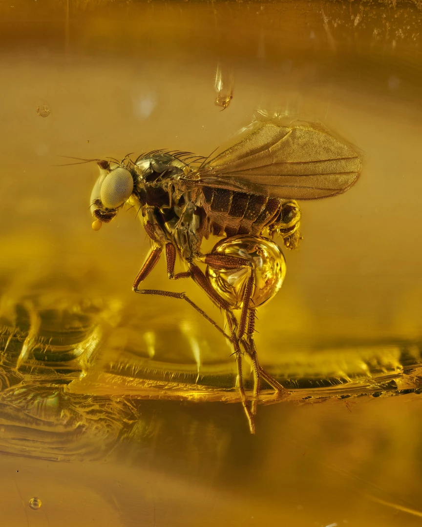 Honorable Mention. 40 million year old gnat in Baltic amber. Image Stacking. 10X (Objective Lens Magnification)