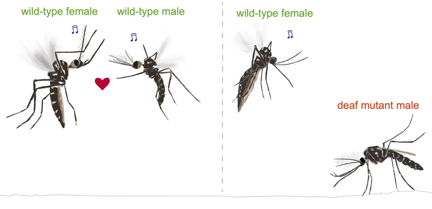 Wild mosquitoes rely on hearing to mate, but males genetically engineered to be deaf missed out